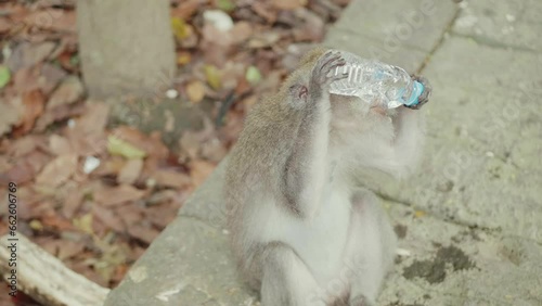 Close up of a monkey stealing bottle of water and drinking in the monkey forest bali second shot photo