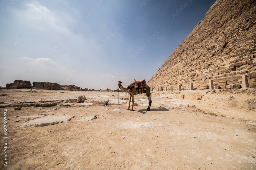 Camello junto a una pirámide, Egipto Camello junto a una pirámide, Egipto