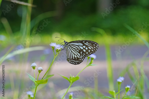 Ideopsis vulgaris found in the forest. photo