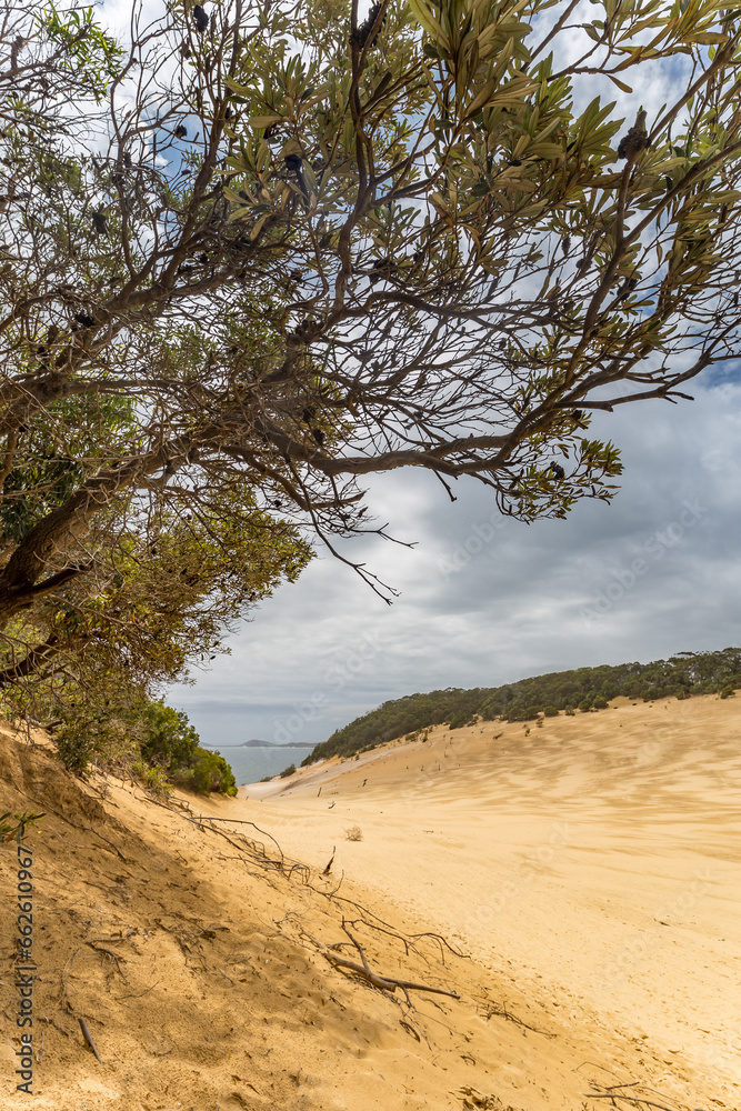 Tree on Sand Dune at Carlo Sand Blow and Rocks of Rainbow Beach, Queensland, Australia. Tree on Sand Dune at Carlo Sand Blow and Rocks of Rainbow Beach, Queensland, Australia.