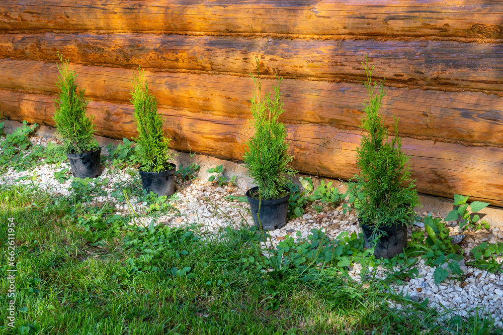 Preparation and planting of arborvitae in garden, landscaping of backyard, tinted image, selective focus, plant hedge, Preparation and planting of arborvitae in garden, landscaping of backyard, tinted image, selective focus, plant hedge,