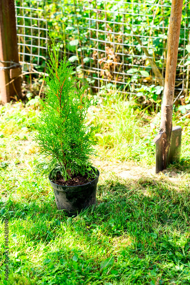 Preparation and planting of arborvitae in garden, landscaping of backyard, tinted image, selective focus, plant hedge, Preparation and planting of arborvitae in garden, landscaping of backyard, tinted image, selective focus, plant hedge,