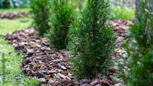 Foto Mulch conifers in garden, preparing plants for winter