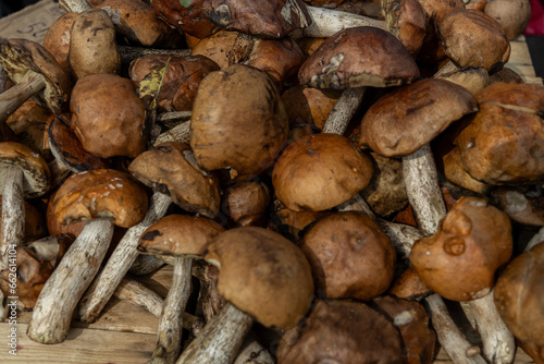 Freshly picked boletus mushrooms on a farmer's counter