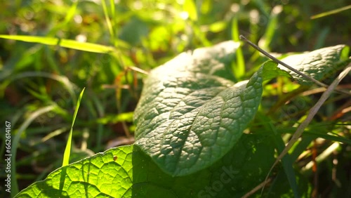 Intersting leaf skin photo