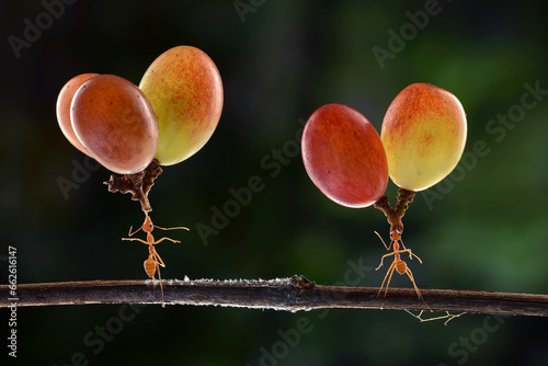 Two ants on a twig carrying heavy grapes