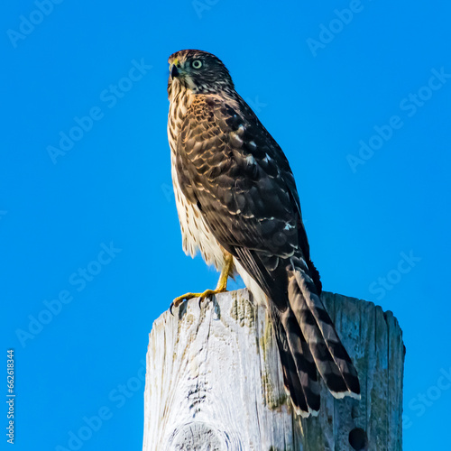 Close-up portrait of a Coopers Hawk on a wooden post, British Columbia, Canada photo