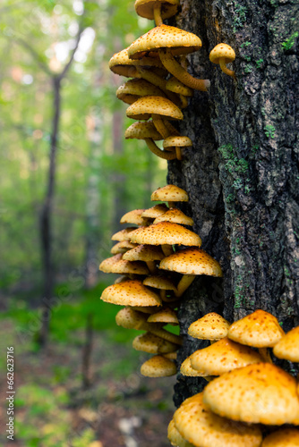 Mushrooms growing on trees in groups. Fungus parasite. Foliota is a genus of mushrooms of the strophariaceae family. Agrocybe. Most species are not edible. Soft focus.