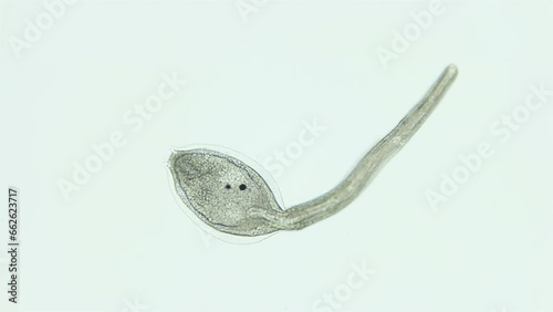 Larva of sea squirts Halocynthia pyriformis under microscope, class Ascidiacea. Larva is similar to a tadpole and has a notochord, Chordata. White sea photo