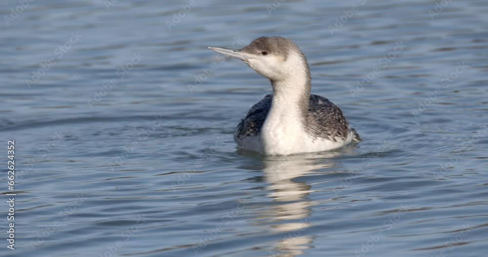 Red-throated diver (Gavia stellata) during wintering in Nin, Croatia