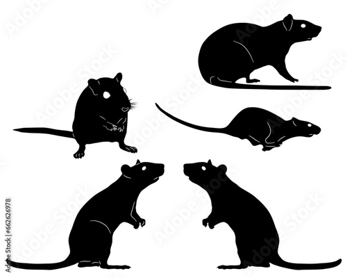 Rats