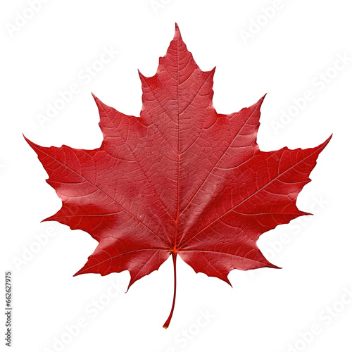 Red Sugar Maple Leaf