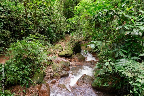Serene stream meandering through the lush, mountainous jungle