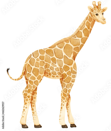 Giraffe savanna animals watercolor illustration