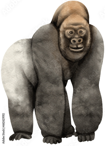 Silverback gorilla wildlife animals watercolor illustration