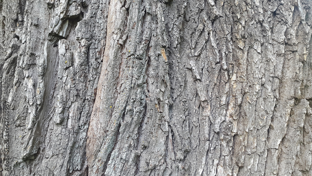 Deciduous tree bark. Tree bark texture. Natural background from tree bark Deciduous tree bark. Tree bark texture. Natural background from tree bark