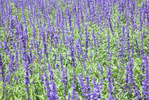 The field of Salvia Farinacea also known as Mealycup blue sage, blooming in sunny day