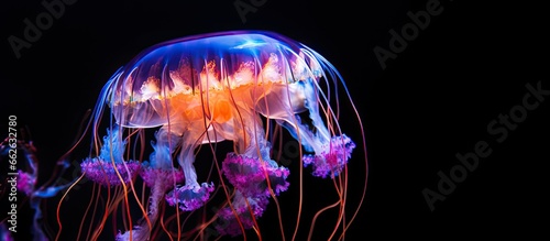 Gorgeous moon jellyfish glowing in water With copyspace for text © 2rogan