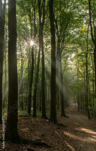 Fototapeta Naklejka Na Ścianę i Meble -  Nebeliger Wald mit Sonnenstrahlen Hülser Berg Krefeld