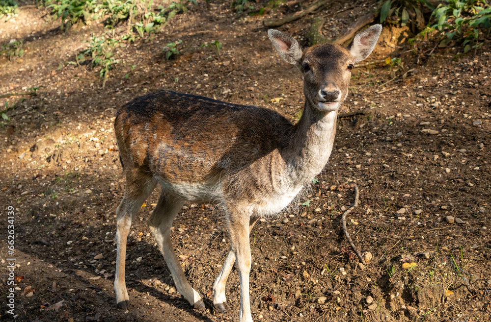 Fototapeta premium Reh im Wald Hülser Berg Krefeld