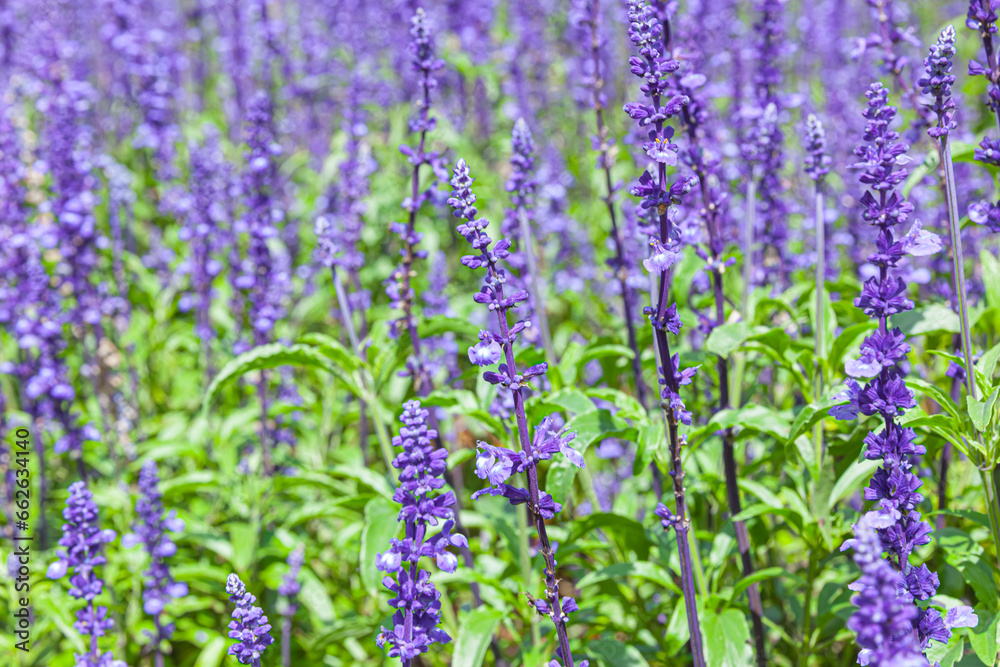 The field of Salvia Farinacea also known as Mealycup blue sage, blooming in sunny day The field of Salvia Farinacea also known as Mealycup blue sage, blooming in sunny day