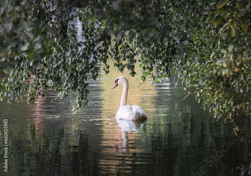 Fototapeta Naklejka Na Ścianę i Meble -  swan swimming on the lake in the city park at summer day