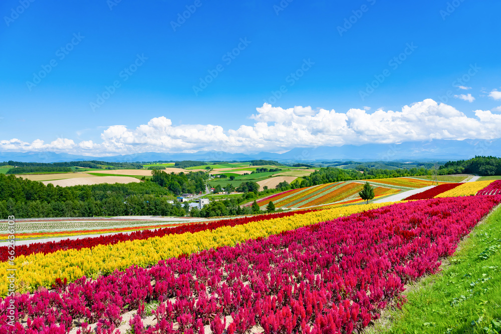 夏の北海道美瑛町　四季彩の丘