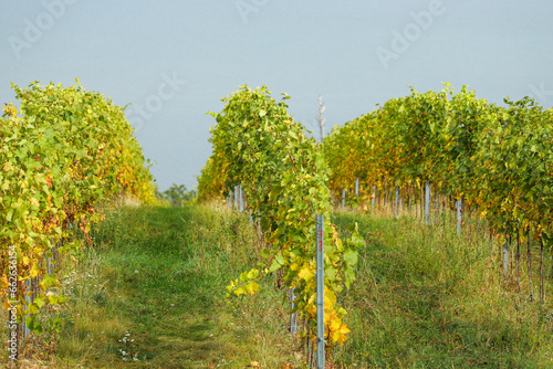 Vineyard in the countryside of Czechia, south Moravia. Pálava region near the town of Mikulov. Wine making. photo