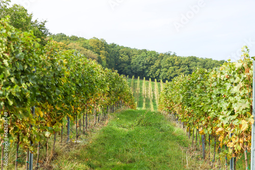 Vineyard in the countryside of Czechia, south Moravia. Pálava region near the town of Mikulov. Wine making.