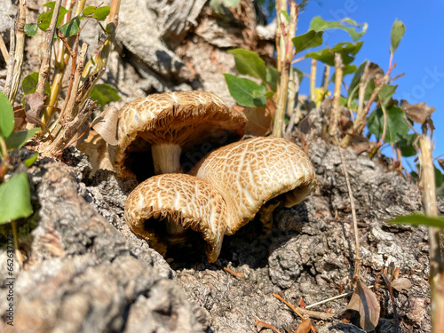 Setas en el tronco de un álamo