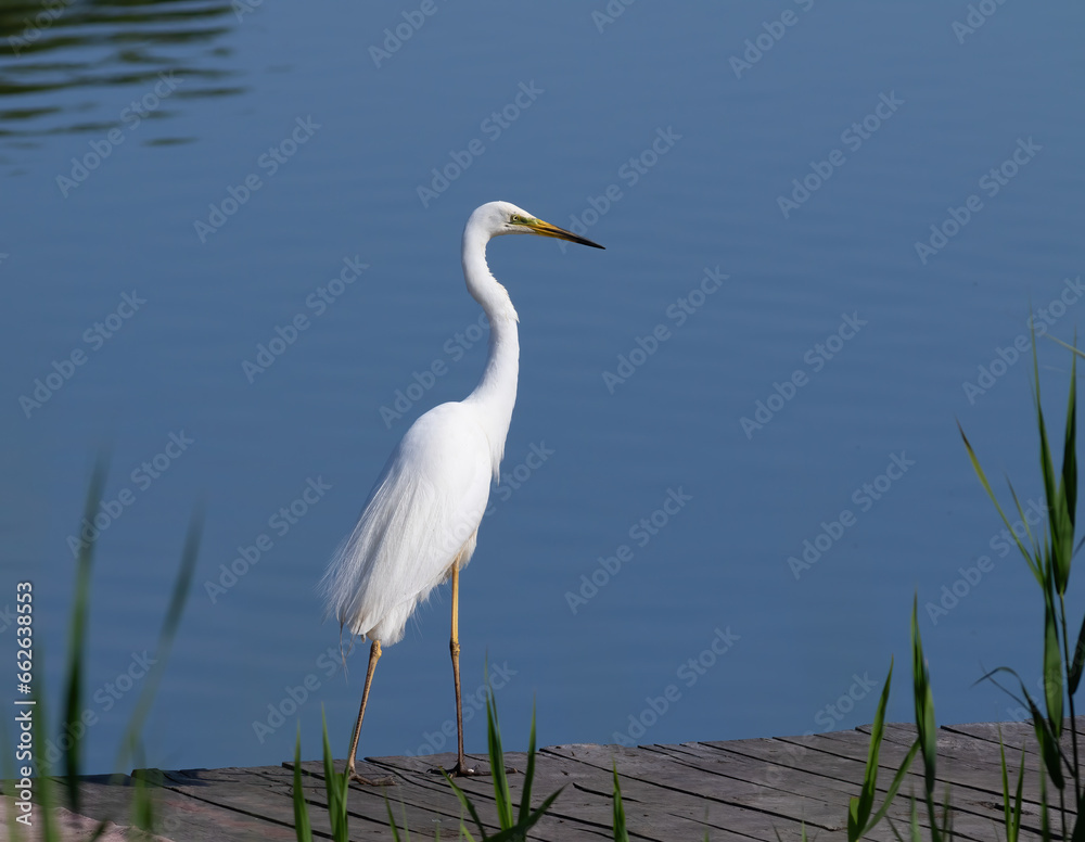 Great egret, Ardea alba. A bird stands on a wooden bridge on the riverbank Great egret, Ardea alba. A bird stands on a wooden bridge on the riverbank