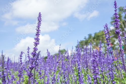 The field of Salvia Farinacea also known as Mealycup blue sage, blooming in blue sky