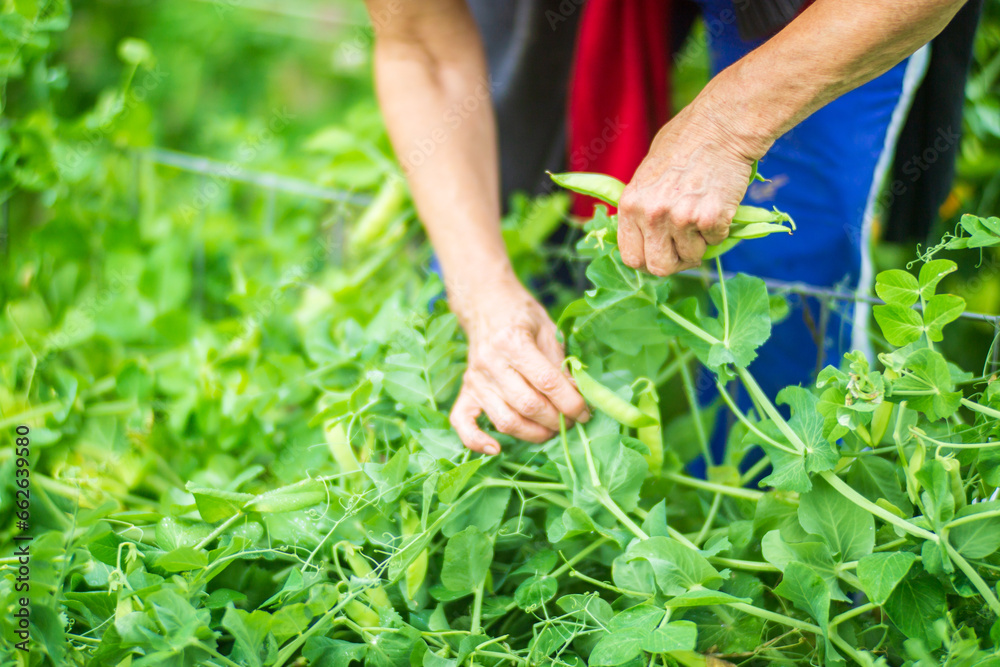 Naklejka premium Farmer's hands harvest crop of pea in the garden. Plantation work. Autumn harvest and healthy organic food concept close up with selective focus