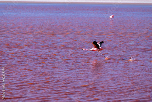 Wild fauna in the red lagoon in the bolivian altiplano