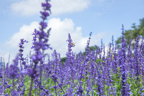 The field of Salvia Farinacea also known as Mealycup blue sage  blooming in blue sky