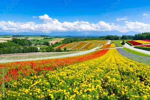 夏の北海道美瑛町　四季彩の丘