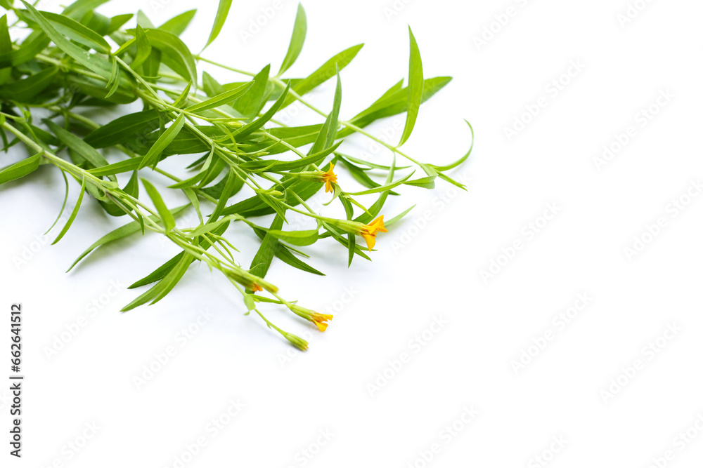 Fresh tarragon on white background. Fresh tarragon on white background.