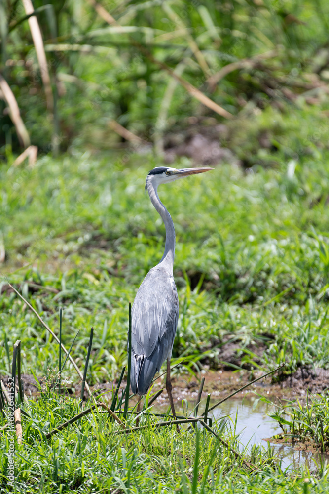 Fototapeta premium Wild birds in the savannah of Africa