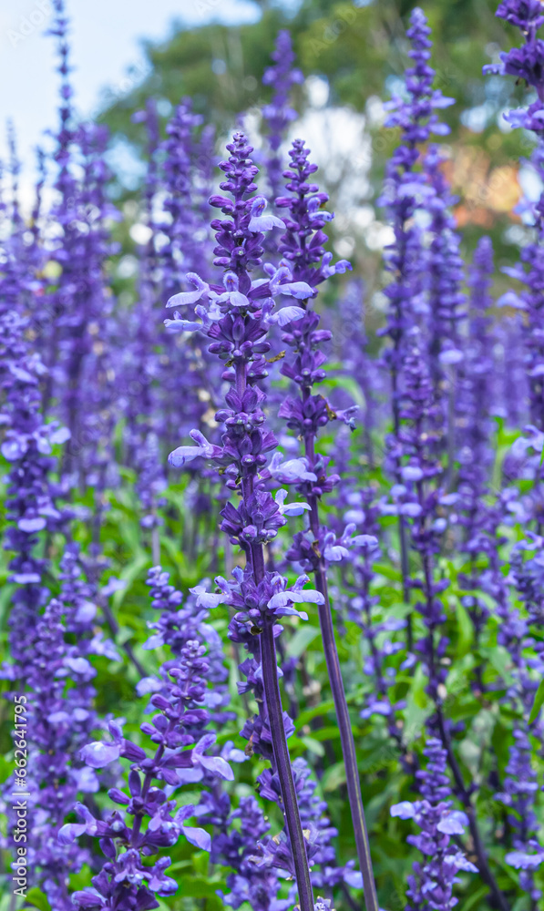 The field of Salvia Farinacea also known as Mealycup blue sage, blooming in sunny day The field of Salvia Farinacea also known as Mealycup blue sage, blooming in sunny day