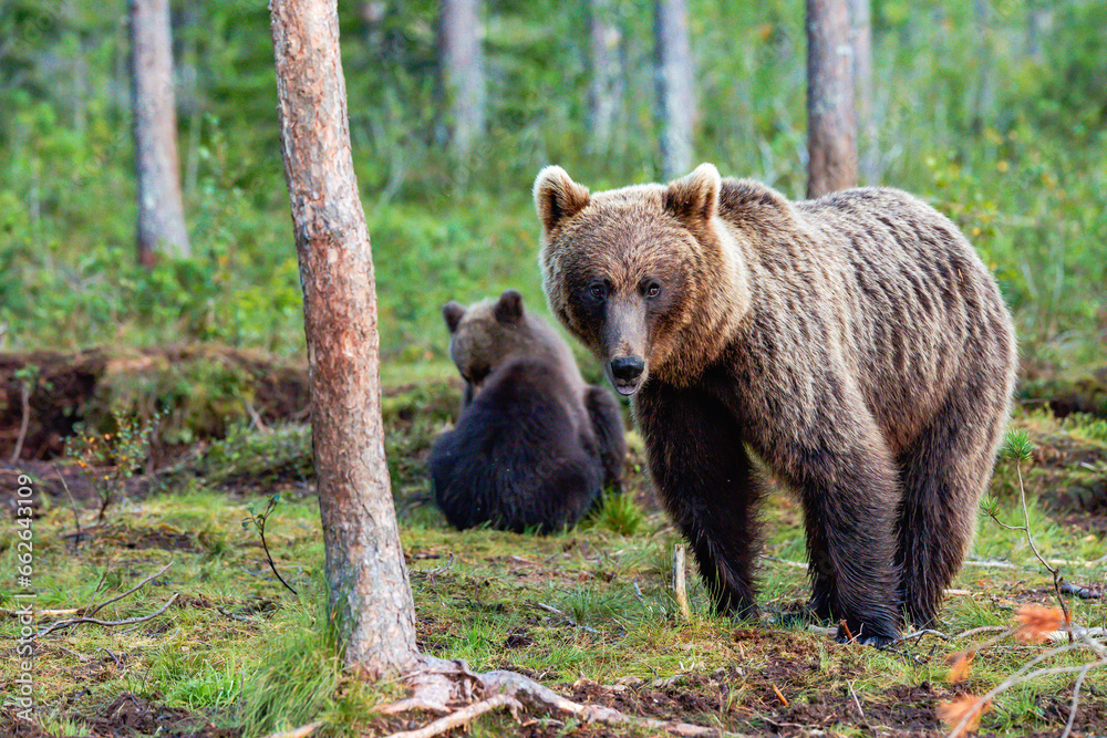 Fototapeta premium brown bear in the forest
