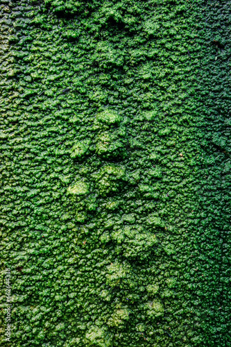 Background image of moist moss in nature