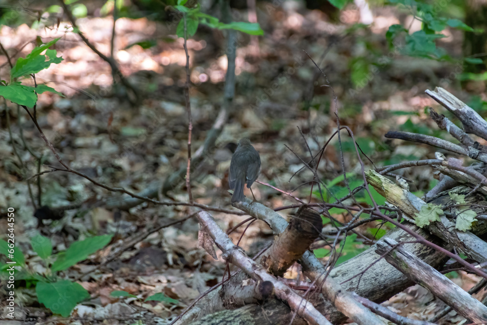 bird on the ground