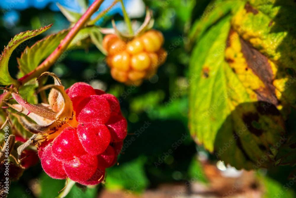 Obraz premium Ripe, juicy raspberry close-up. Garden fruit bush. Beautiful natural rural landscape. The concept of healthy food with vitamins