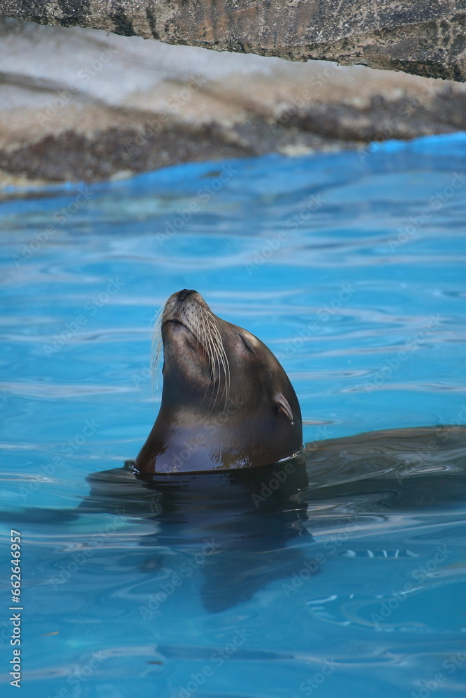 Obraz premium 眠いアザラシ