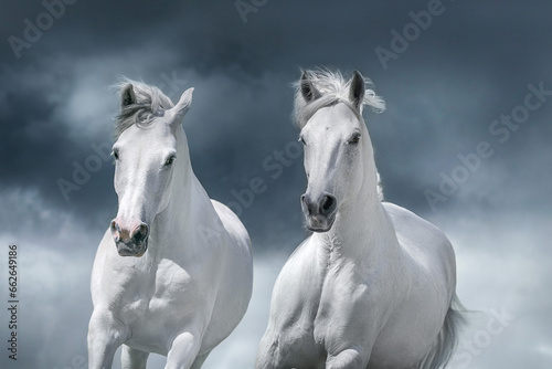 White arabian horses portrait