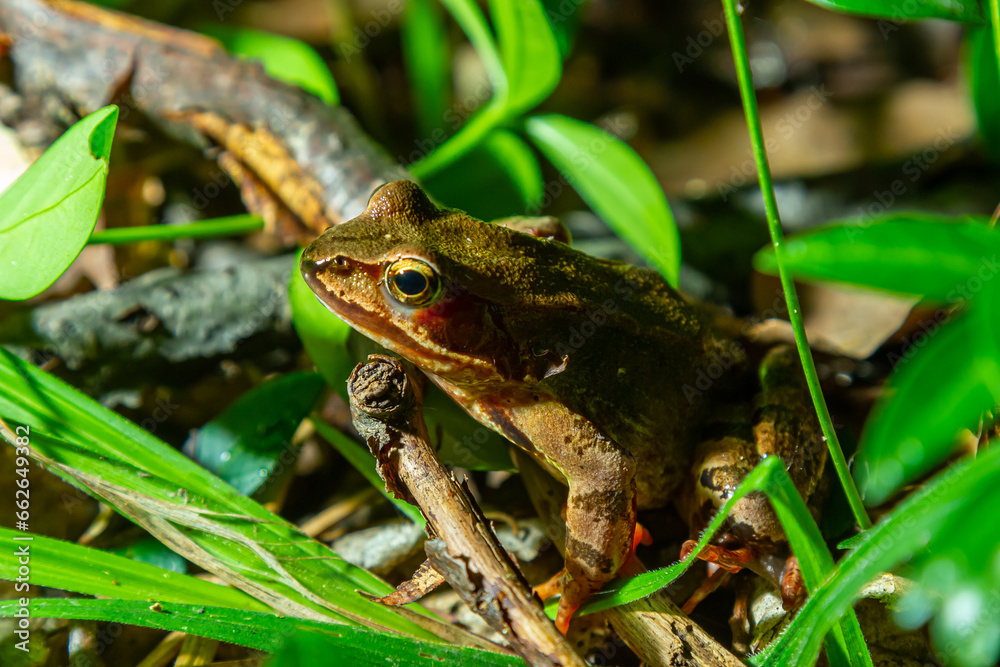 The wood frog, Lithobates sylvaticus or Rana sylvatica. Adult wood frogs are usually brown, tan, or rust-colored, and usually have a dark eye mask The wood frog, Lithobates sylvaticus or Rana sylvatica. Adult wood frogs are usually brown, tan, or rust-colored, and usually have a dark eye mask