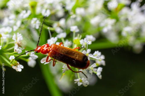 Common red soldier beetle Rhagonycha fulva photo