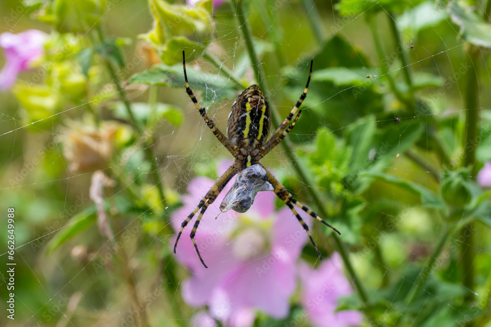 A wasp spider in a large web on a background of green grass on a sunny day. Argiope bruennichi A wasp spider in a large web on a background of green grass on a sunny day. Argiope bruennichi