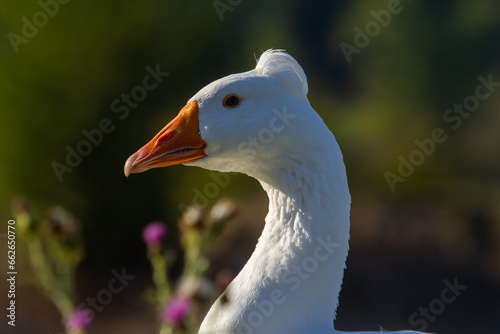 Fototapete A domestic goose is a goose that humans have domesticated and kept for their meat, eggs, or down feathers