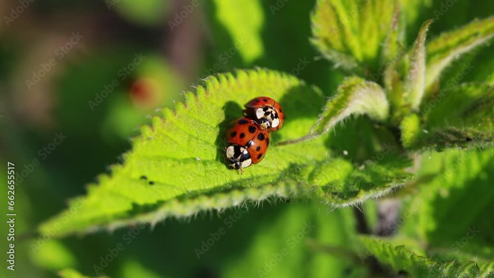 ladybug mating moment and hour ladybug mating moment and hour